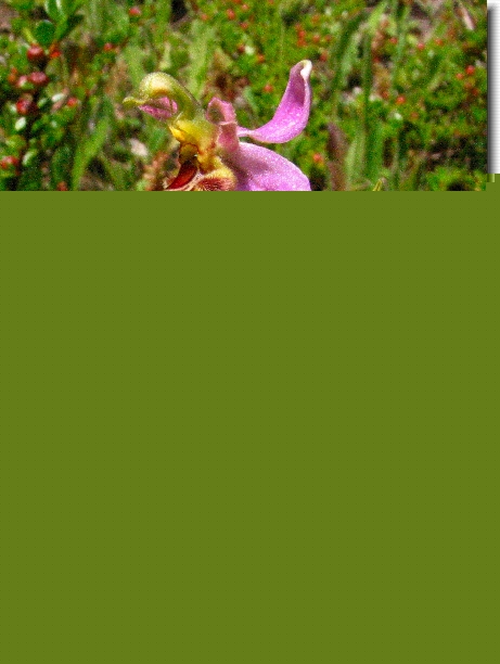 You have reached the last slide