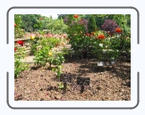 IMG_6967 * 2272 x 1704 * (3.25MB)